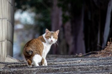 【写真】猫の細道！？尾道散策