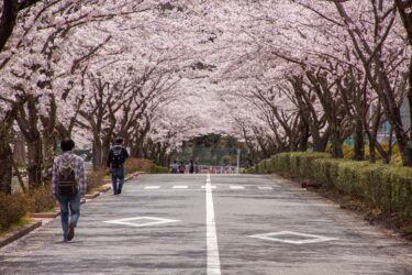 【写真】桜のトンネルを抜けて。拓殖大の桜