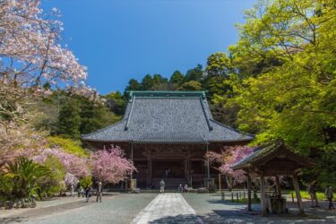 【写真】鎌倉の桜　～妙本寺・建長寺