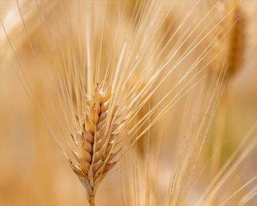 【写真】小麦の収穫期