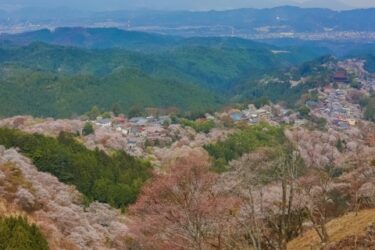 【写真】山一面、吉野山の桜