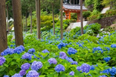 【写真】京都の「あじさい寺」三室戸寺の紫陽花